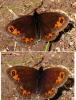 Erebia meolans